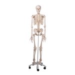 Skelett-Modell "Stan" - 3B Smart Anatomy