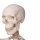 Skeleton Model Stan - 3B Smart Anatomy