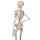 Skelett-Modell &quot;Stan&quot; - 3B Smart Anatomy