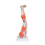 Muscle Leg Model, 3/4 Life-Size, 9 part - 3B Smart Anatomy