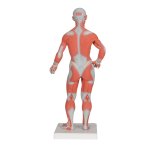 Muscle Figure, 1/3 Life-Size, 2 part - 3B Smart Anatomy