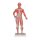 Muscle Figure, 1/3 Life-Size, 2 part - 3B Smart Anatomy