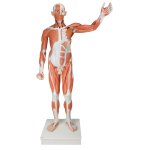 Muscle Figure, male, 37 part - 3B Smart Anatomy