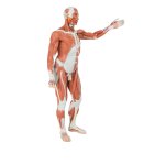 Muskelfigur, m&auml;nnlich 37-tlg - 3B Smart Anatomy