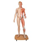 Muscle Figure, Dual Sex, Half Side with Muscles, 39 part - 3B Smart Anatomy