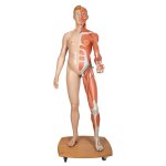 Muskelfigur, zweigeschlechtig, lebensgroß, 39-tlg - 3B Smart Anatomy