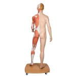 Muscle Figure, Dual Sex, Half Side with Muscles, 39 part - 3B Smart Anatomy