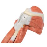 Muscle Arm Model, 6 part - 3B Smart Anatomy