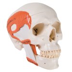 Skull Model TMJ, Demonstrates Functions of Masticator Muscles, 2 part - 3B Smart Anatomy