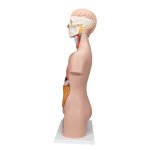 Torso Model, Unisex, 12 part - 3B Smart Anatomy