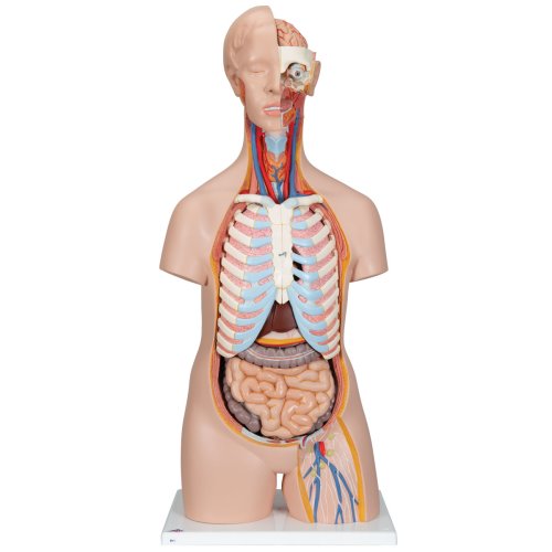 Torso Model, Unisex, 16 part - 3B Smart Anatomy