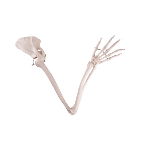 Arm Skeleton Model with Scapula & Clavicle - 3B Smart Anatomy