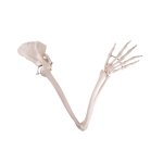Arm Skeleton Model with Scapula & Clavicle - 3B Smart...