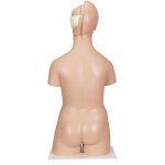 Torso Model, Dual Sex, 20 part - 3B Smart Anatomy