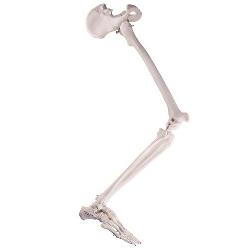 Leg Skeleton Model with Hip Bone - 3B Smart Anatomy
