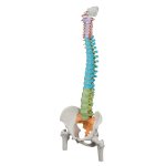 Spine Model, Flexible with Femur Heads, Didactic - 3B Smart Anatomy