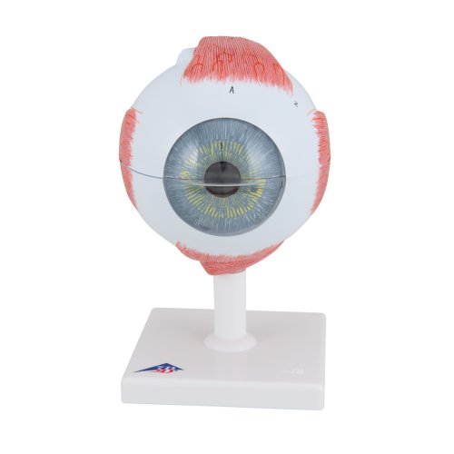 Augen-Modell, 5-fache Größe, 6-tlg - 3B Smart Anatomy