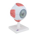 Augen-Modell, 5-fache Gr&ouml;&szlig;e, 6-tlg - 3B Smart Anatomy