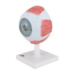 Eye Model, 5x magnified, 6 part - 3B Smart Anatomy