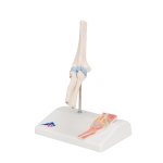 Mini Elbow Joint Model with Cross Section - 3B Smart Anatomy