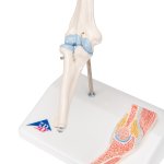 Mini Elbow Joint Model with Cross Section - 3B Smart Anatomy