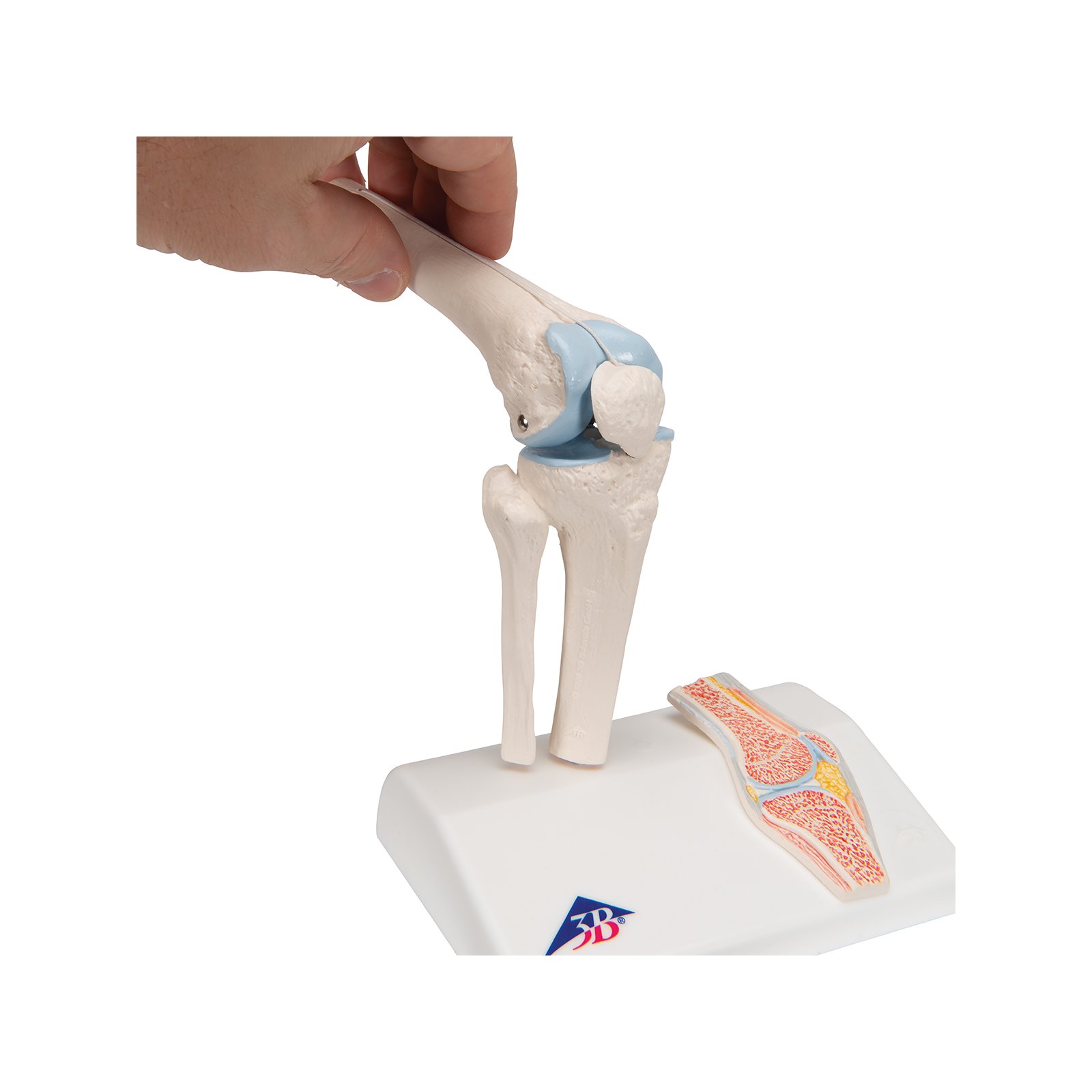 ERWEY Kniegelenk-Modell 1:1 – Anatomisches Skelet Produktbild-Vorschau 6
