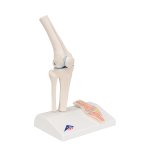 Mini Knee Joint Model with Cross Section - 3B Smart Anatomy