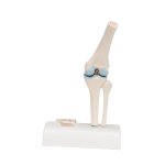 Mini Knee Joint Model with Cross Section - 3B Smart Anatomy
