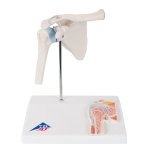 Mini Shoulder Joint Model with Coss Section - 3B Smart...