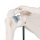 Mini Shoulder Joint Model with Coss Section - 3B Smart Anatomy