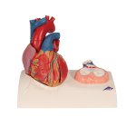 Herz-Modell mit Systole auf Sockel, 5-tlg - 3B Smart Anatomy