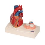 Herz-Modell mit Systole auf Sockel, 5-tlg - 3B Smart Anatomy