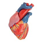 Heart Model with Representation of Systole, 5 parts - 3B Smart Anatomy
