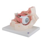 Auge in Augenh&ouml;hle-Modell, 3-fache Gr&ouml;&szlig;e, 7-tlg - 3B Smart Anatomy