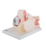 Auge in Augenhöhle-Modell, 3-fache Größe, 7-tlg - 3B Smart Anatomy
