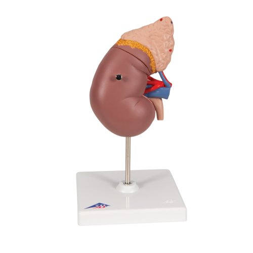 Kidney Model with Adrenal Gland, 2 part - 3B Smart Anatomy