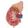 Kidney Model with Adrenal Gland, 2 part - 3B Smart Anatomy
