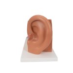 Ear Model, 3x magnified, 4 part - 3B Smart Anatomy