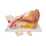 Ear Model, 3x magnified, 4 part - 3B Smart Anatomy