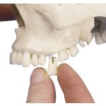 Dental skull model, 4 parts
