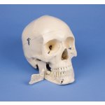 Dental skull model, 4 parts