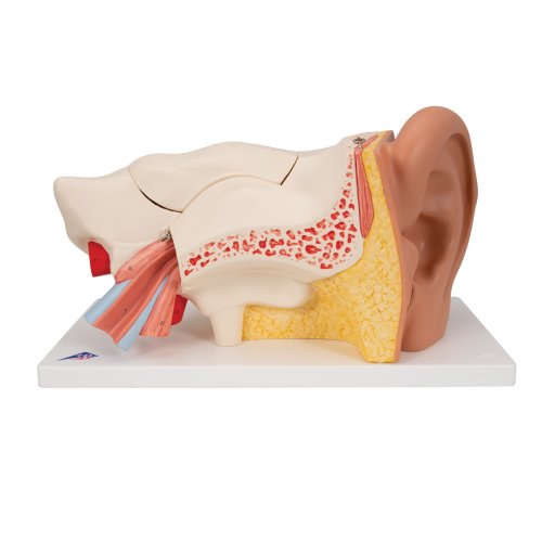 Menschliches Ohr Modell1,5 Faches Lebensgroßes Modell Mit 3 Teilen Die 