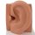 Ear Model, 3x magnified, 6 part - 3B Smart Anatomy