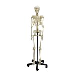Skelett-Modell eines Heranwachsenden