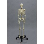 Adolescent skeleton model