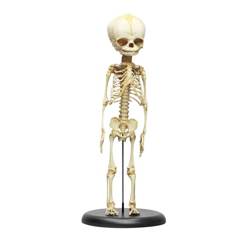 Fetus skeleton model, 30 week