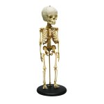 Skelett-Modell eines 14 bis 16 Monate Kindes
