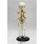 Child skeleton model 14 to 16 months old