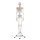 Skelett-Modell "Arnold" mit Muskelmarkierungen
