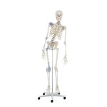 Skelett-Modell &quot;Toni&quot; beweglich, mit Bandapparat